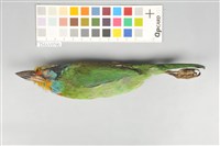 藏品(五色鳥)的圖片